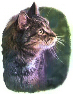 Tiger the cat