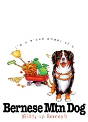 Bernese mountain dog - 6441