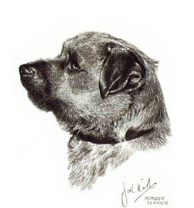 Border terrier - 6212