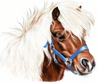 Pony